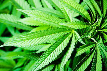 treatment for cannabis addiction - Dr Colin O'Gara