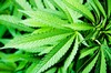 'Cannabis risk and kids' image